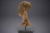 Enormous Fossil Triceratops Humerus Bone - Montana #352272-1